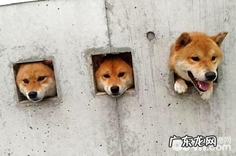 柴犬为什么毛色不好看？看起来色彩深？