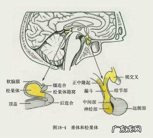 很多人退休后每日两餐,科学吗?