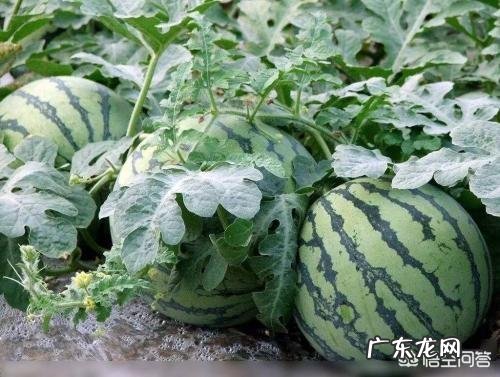 夏天中暑吃点什么可以缓解呢?