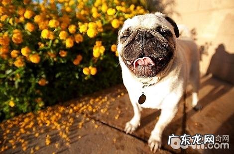 巴哥犬的便便很臭是什么引起的？