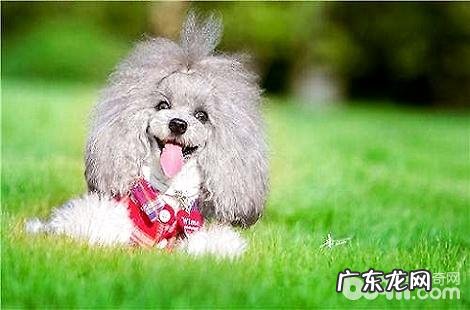 贵宾犬剃毛需求留意哪些方面?