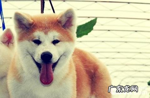 柴犬和秋田犬哪个犬种比较好养?