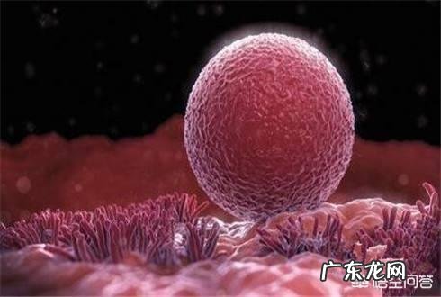 喝茶的时候吃哪些水果比较好?