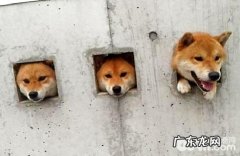 柴犬本来能够吃这么多生果？