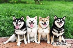 买黄色柴犬的话需求多少钱？