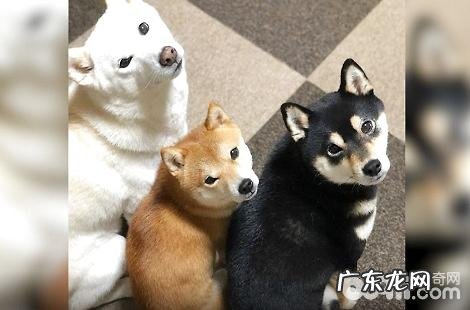 你所不知道的柴犬的喂食攻略