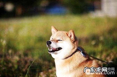 你所不知道的柴犬的喂食攻略