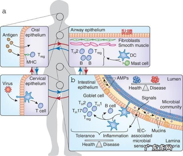 人体哪些器官是免疫系统？