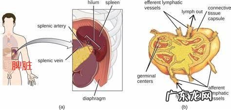 人体哪些器官是免疫系统？