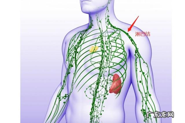 人体哪些器官是免疫系统？