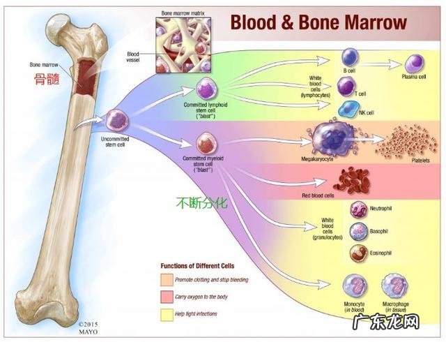 人体哪些器官是免疫系统？