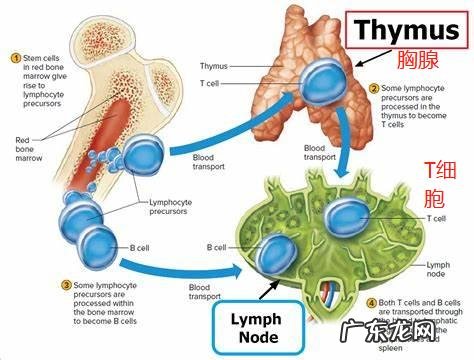 人体哪些器官是免疫系统？