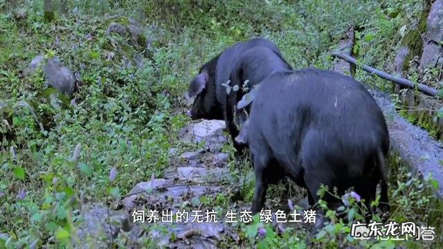 我家新下的小牛有点弱,打点牛羊科特壮行吗?