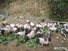 我家新下的小牛有点弱，打点牛羊科特壮行吗？