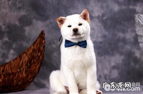 为什么柴犬毛不长，可是掉毛这么凶猛呢？