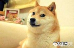 柴犬有这么多的缺陷，你还爱它吗？