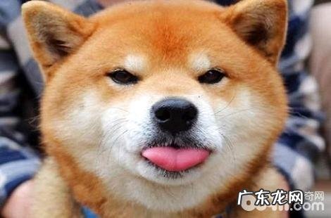 柴犬有这么多的缺陷，你还爱它吗？