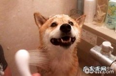 为什么喜爱柴犬的人这么多?