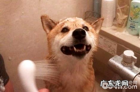 为什么喜爱柴犬的人这么多?