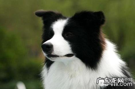 养一只边境牧羊犬每月要花多少钱?