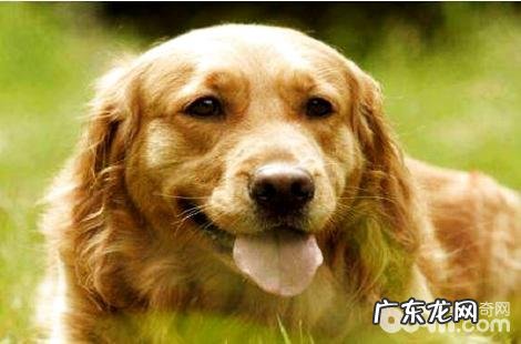 纯种的金毛犬大约能长多大多重?
