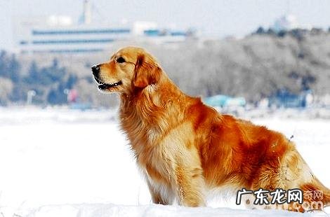 金毛犬全部都是长毛的吗?