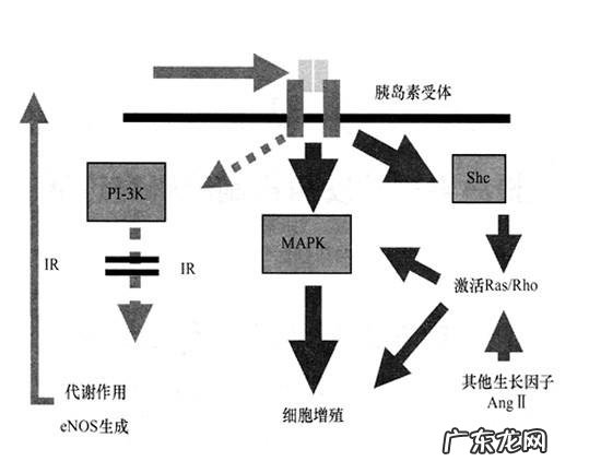 胰岛素抵抗一定发生在胖子身上吗?
