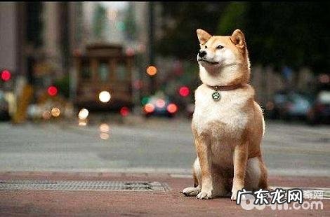 柴犬不爱叫是不是哑巴？