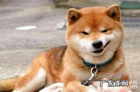 柴犬胖胖的脸是怎样吃出来的?