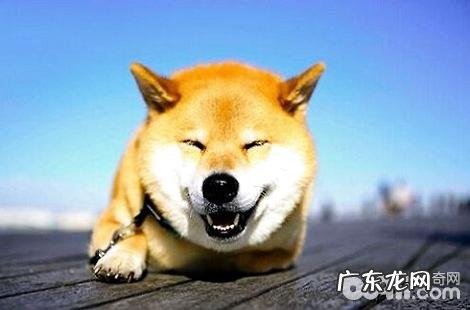 出差的话,需要给狗狗倒多少狗粮?