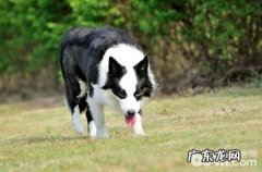 边境牧羊犬都是打什么疫苗？