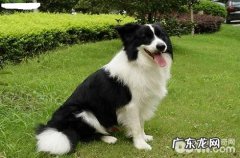 边境牧羊犬为什么有咬人的状况？