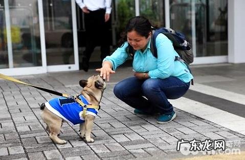 为什么有的狗狗不喜欢被人抱?