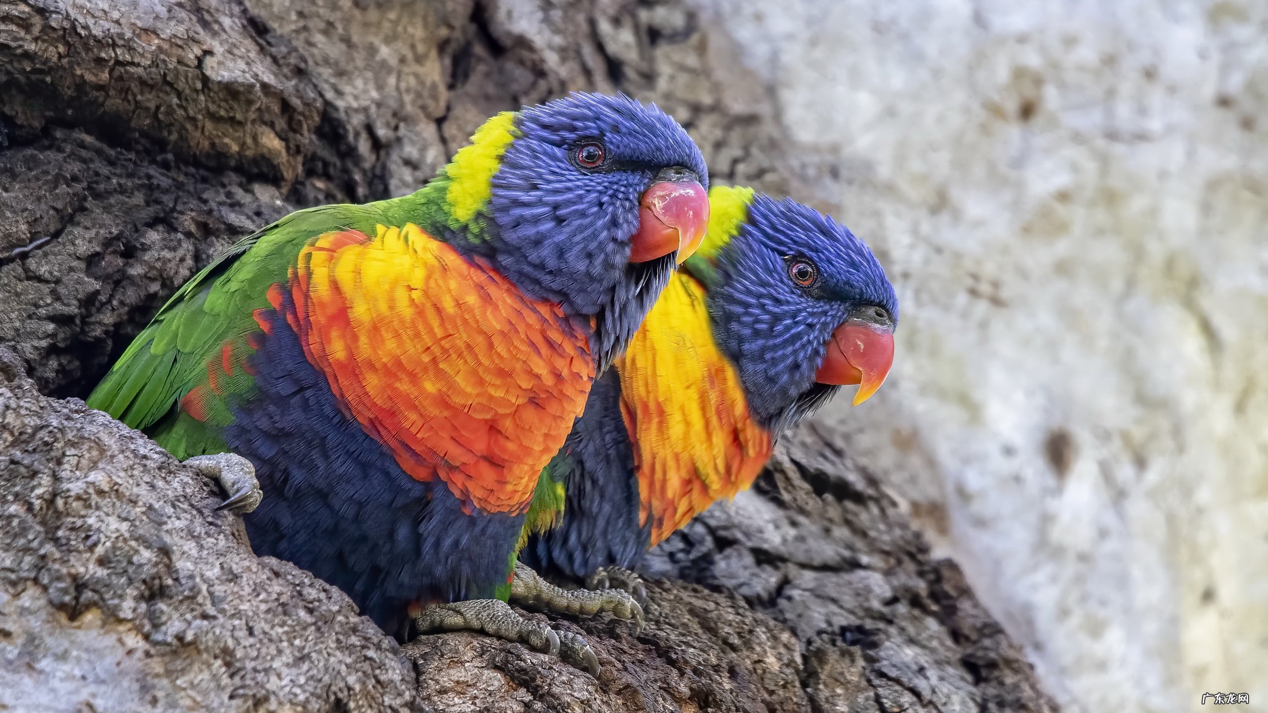 尚赫拔罐减肥不封穴会不会反弹