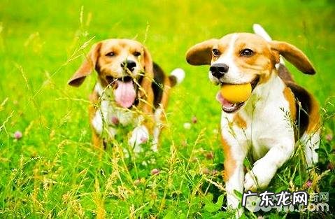 狗狗最厌烦哪些东西,你知道吗?