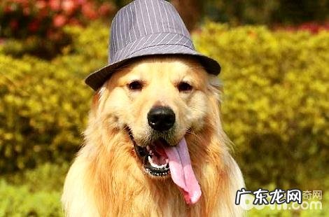 导致金毛犬皮肤病的原因有哪些？