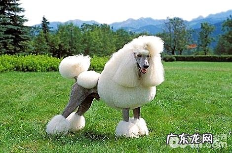 养贵宾犬需要办狗证吗?