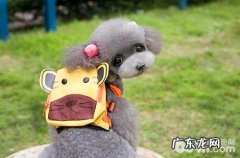 养贵宾犬需要办狗证吗？