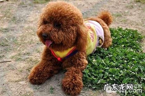 养贵宾犬需要办狗证吗?