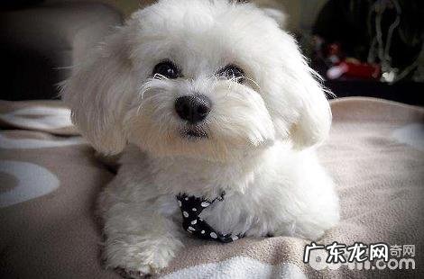 比熊犬的脚掌褪色了是什么原因?