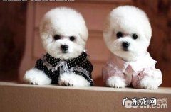 怎么能知道比熊犬是不是怕冷？