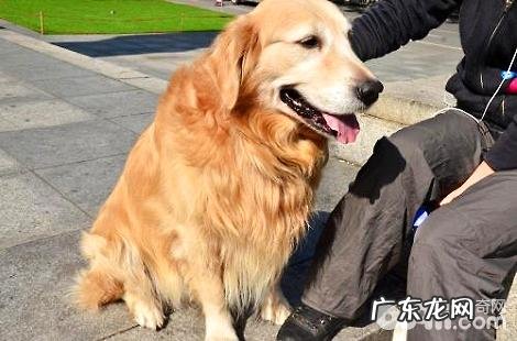 金毛犬的毛发色彩发红是正常的吗？