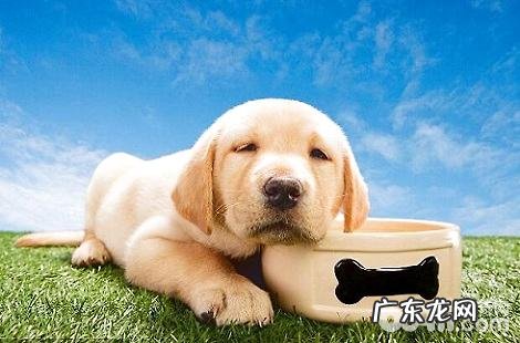 金毛犬的毛发色彩发红是正常的吗？