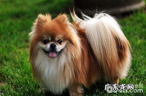 博美犬能不能吃米饭?