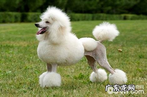 贵宾犬真的认主人吗?