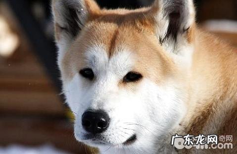 为什么传闻国内禁养柴犬和秋田犬?