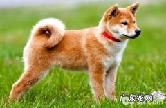 为什么传闻国内禁养柴犬和秋田犬？