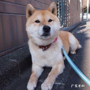 减肥药什么牌子的好 吃什么牌子的减肥药最安全，没副作用的