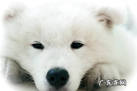 贵宾犬和泰迪的差异有哪些?它们有什么不同?