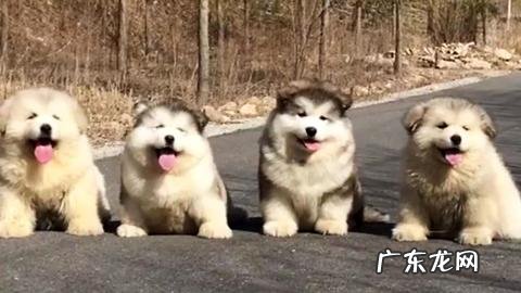 你还在为&#8221;阿拉撕家&#8221;拆家烦恼吗？看完你就懂！